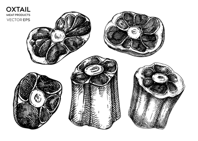 Vector raw oxtail with meat sketches set. Hand drawn tail parts of cattle isolated on white background. Engraved food illustration for butchery, recipes, menu in vintage style. 